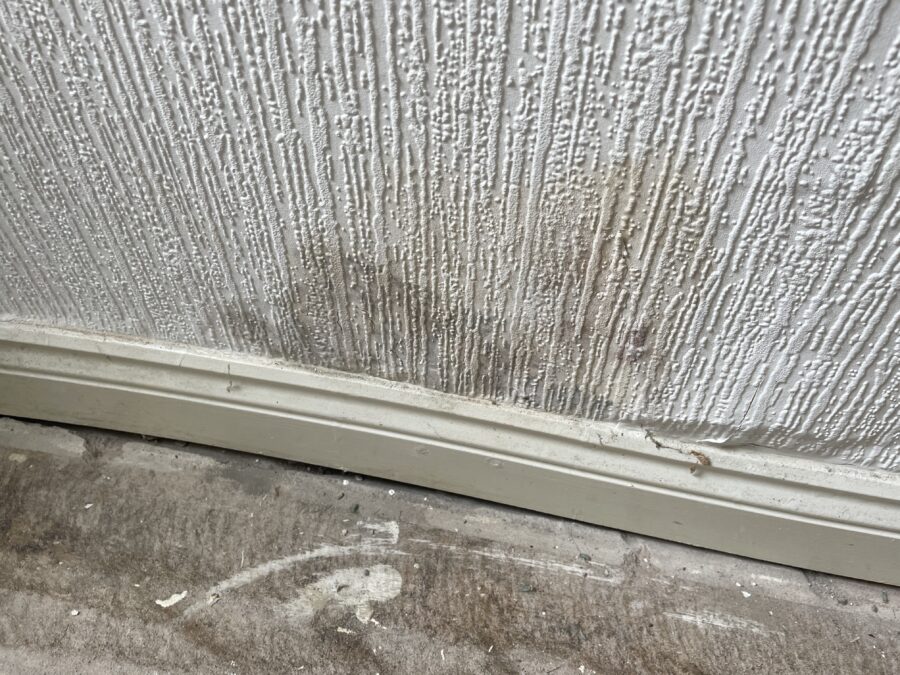 An example of rising dampness from behind skirting boards